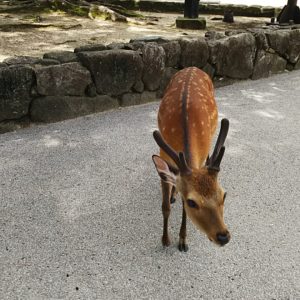安芸の宮島の鹿