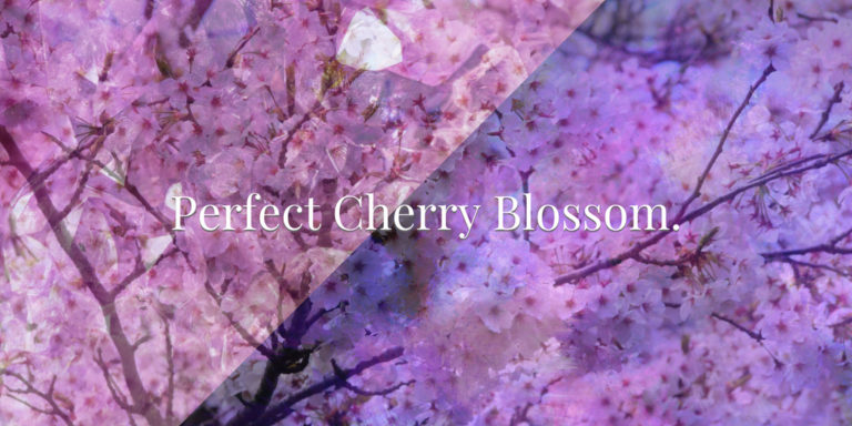 Perfect Cherry Blossom.