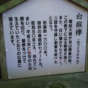 根香寺の白猴欅の説明