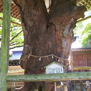 根香寺の白猴欅