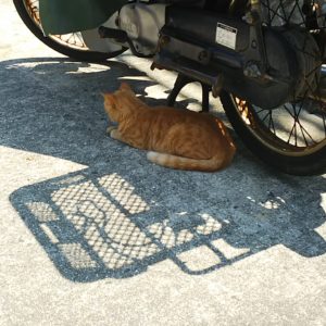 男木島のネコ
