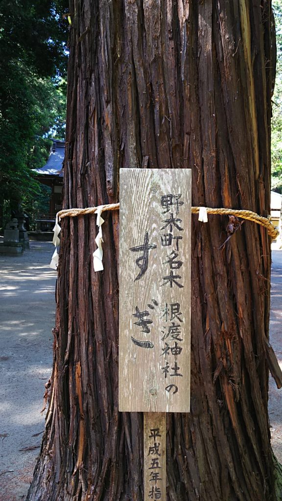 根渡神社の杉