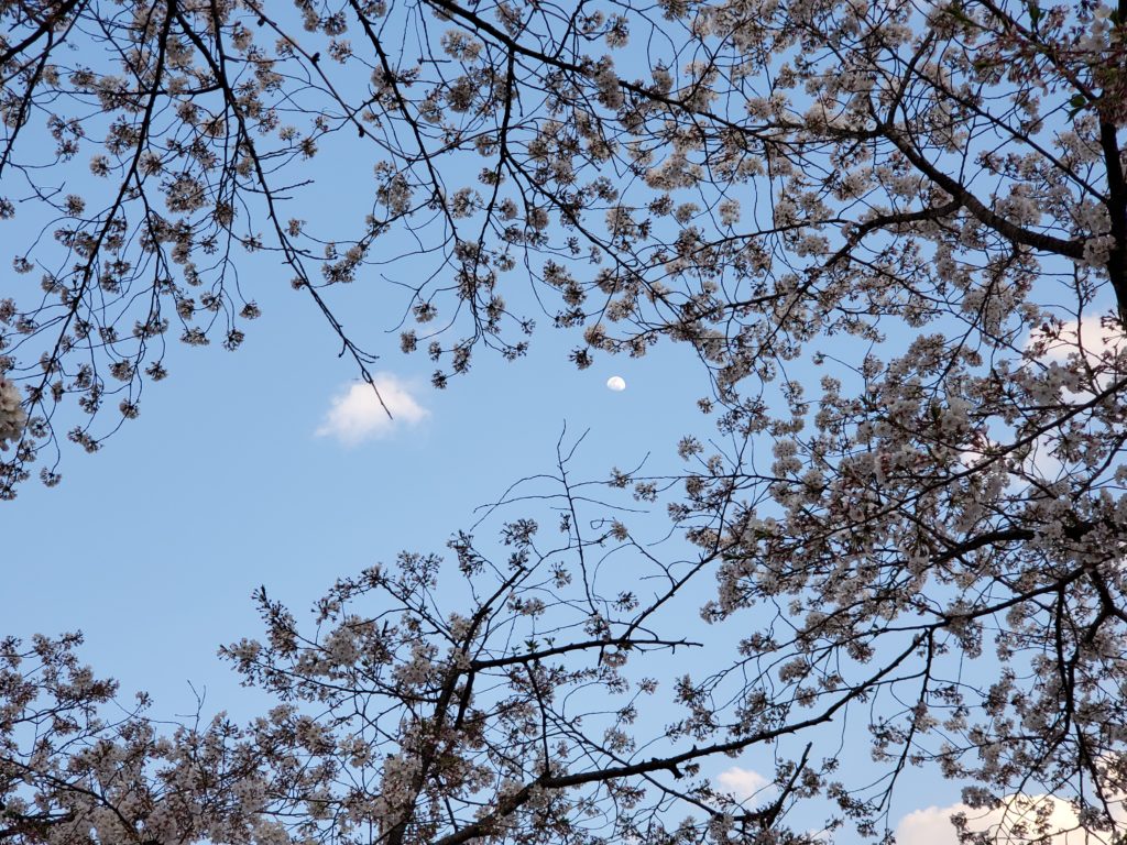 桜の花と遠くに半月