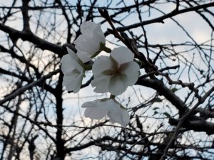 狂い咲きの桜 (2020/10/11)
