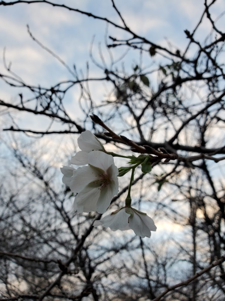 狂い咲きの桜 (2020/10/11)