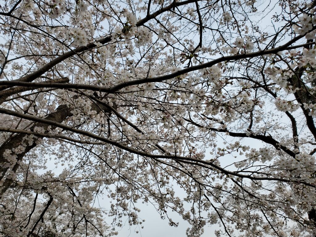 桜2021