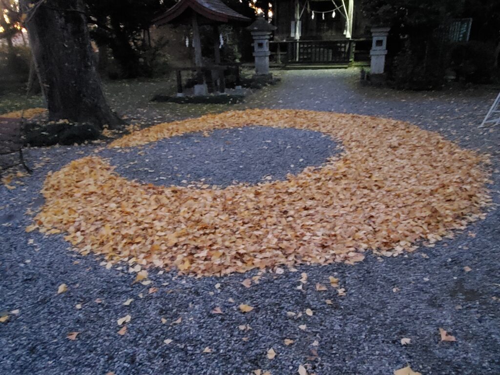 三日月神社・境内の銀杏の落ち葉を掃除中、水分を抜くために月状に敷かれた落ち葉