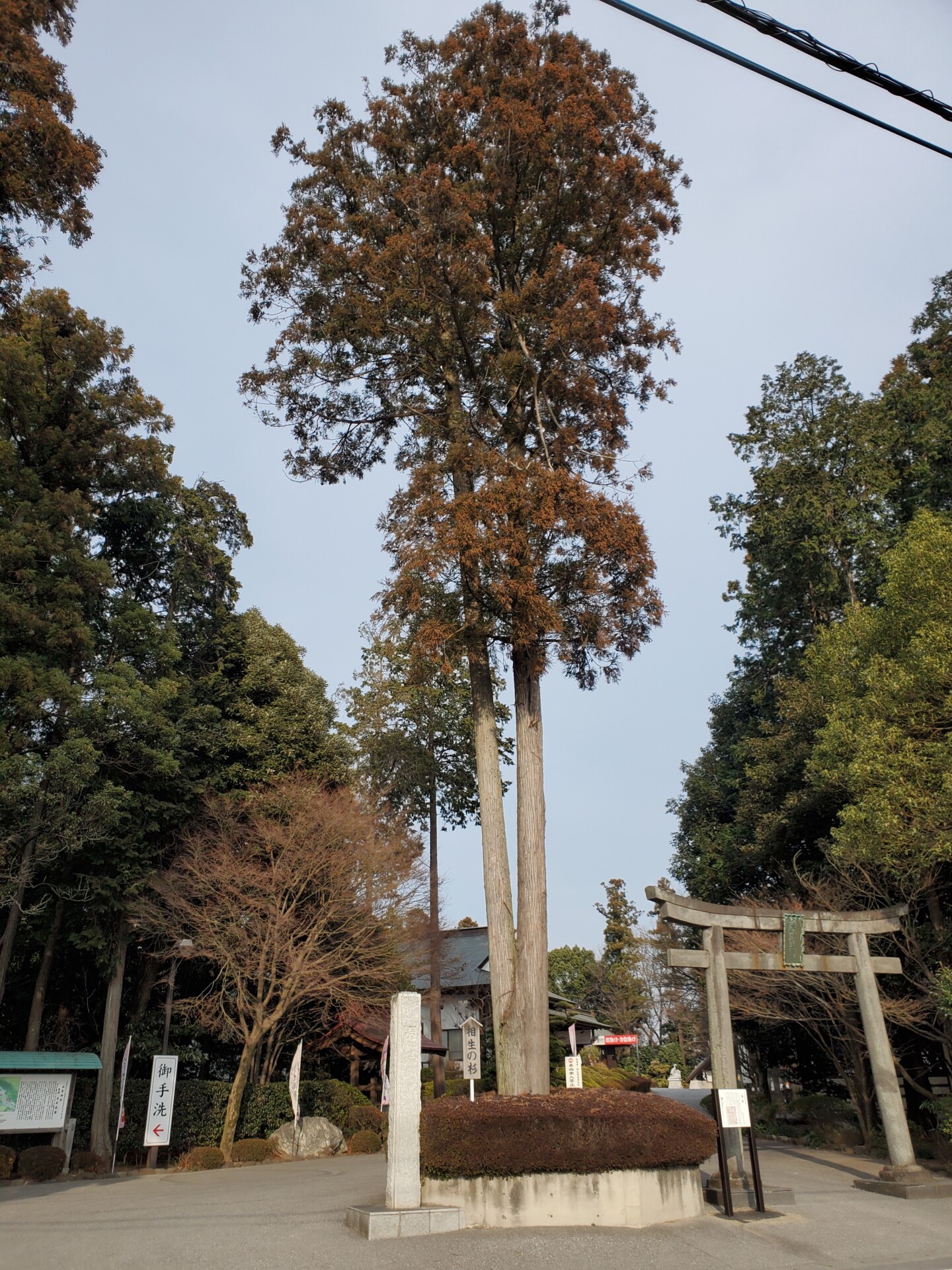 白鷺神社境内・相生の杉