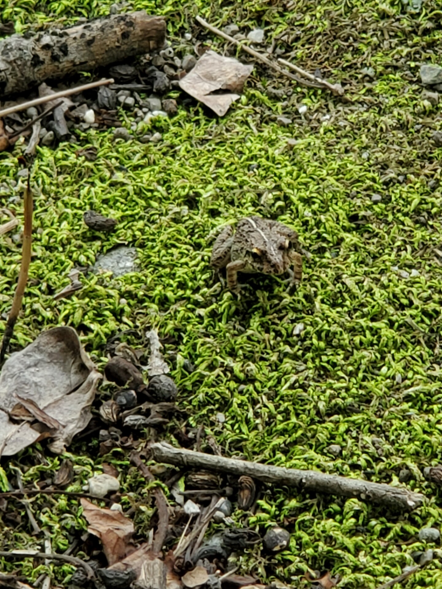 三日月神社・境内にいた蛙