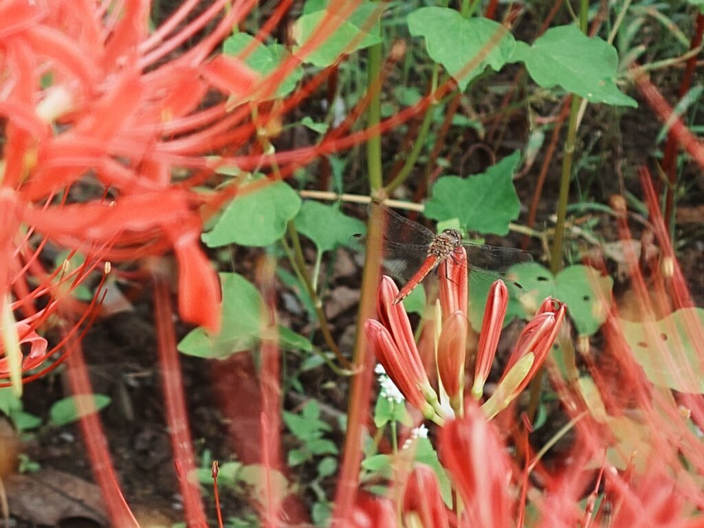 彼岸花に留まる赤蜻蛉