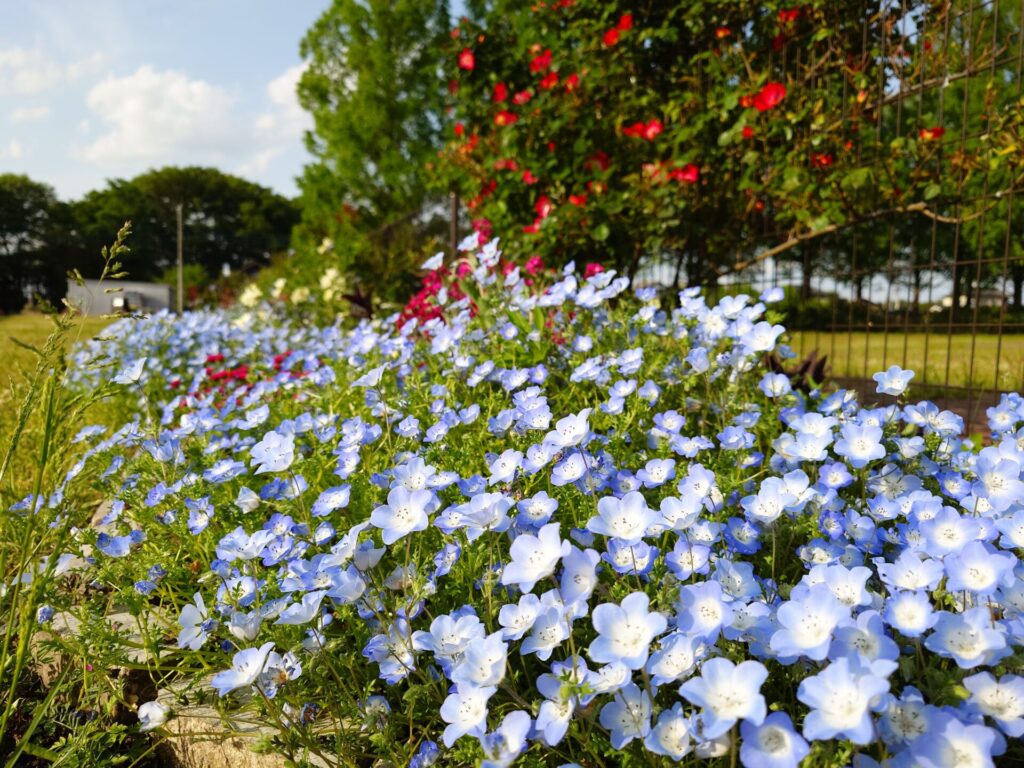 ネモフィラと花々の花壇