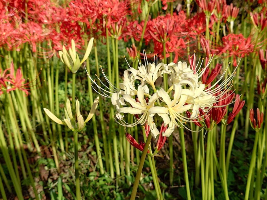 紅白の彼岸花