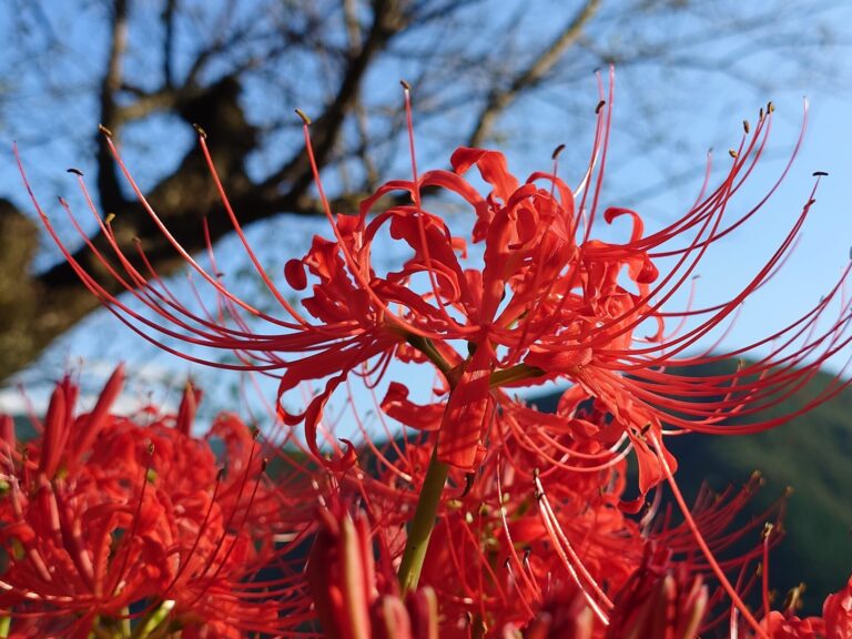 彼岸花