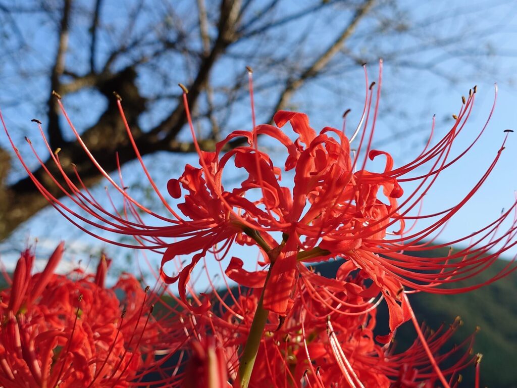 彼岸花