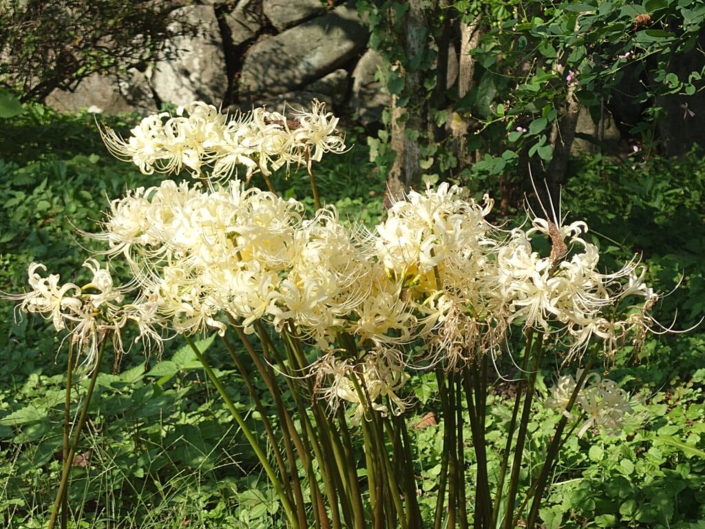 白の彼岸花