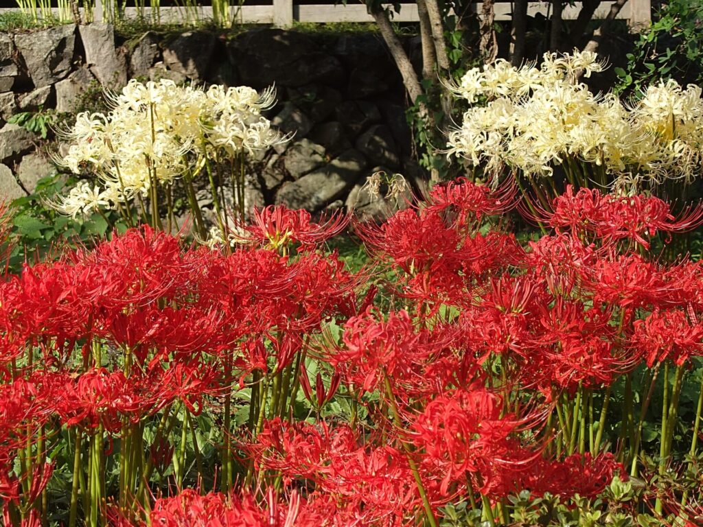 紅白の彼岸花