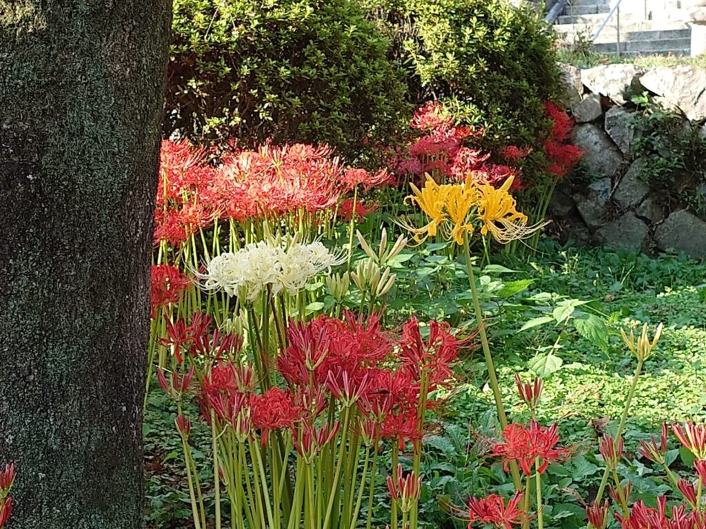 紅白、黄色と三色の彼岸花