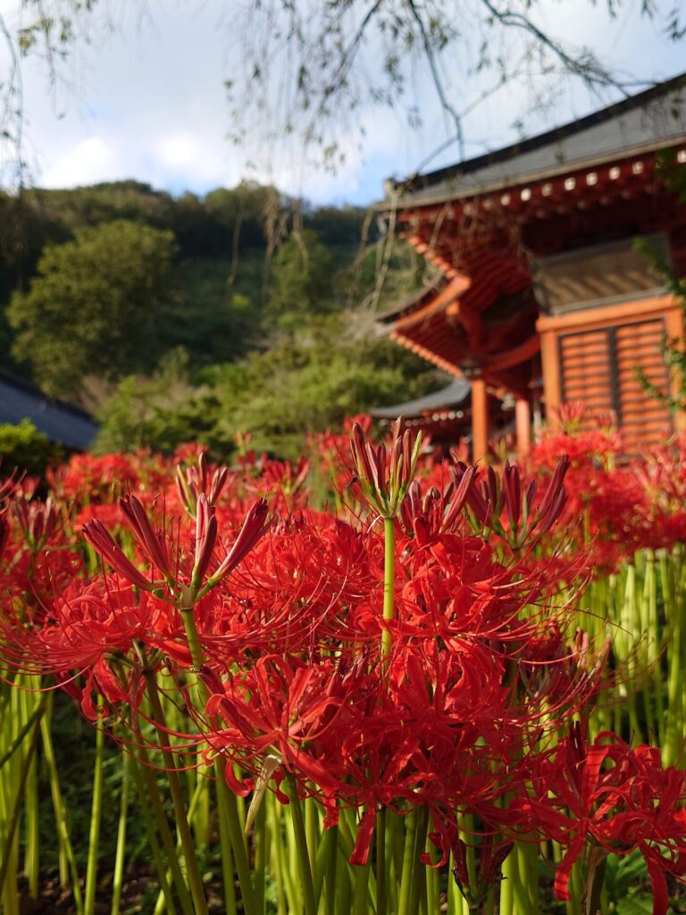 彼岸花とお堂
