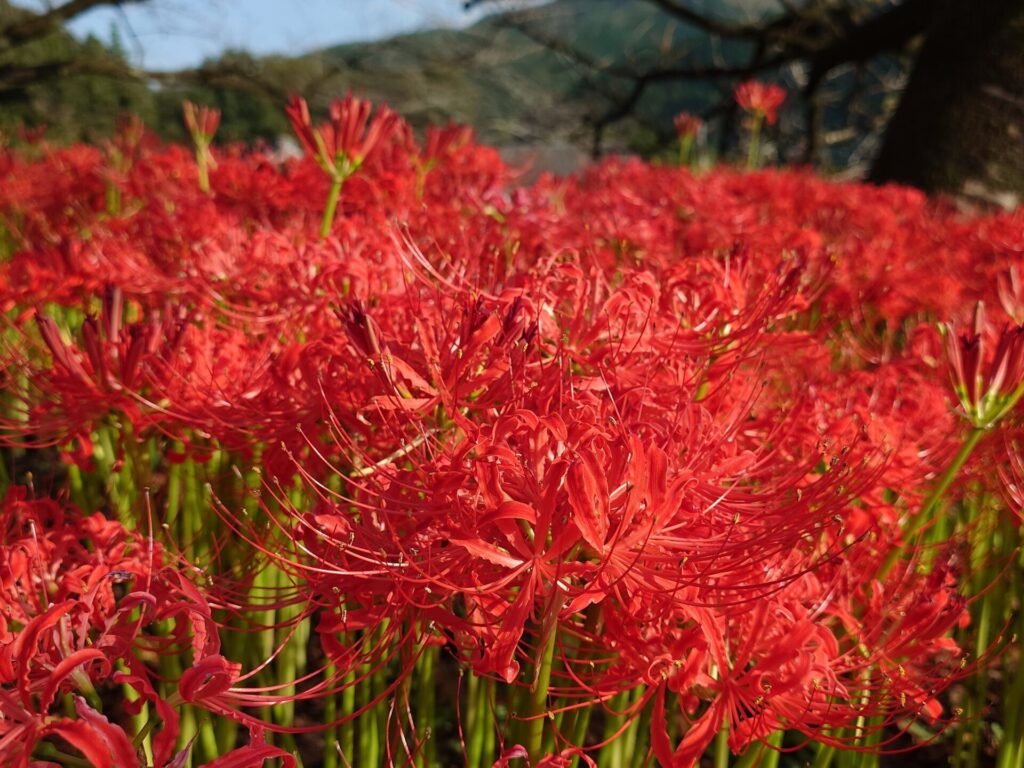 彼岸花