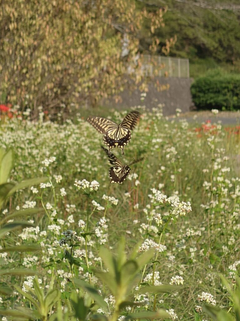 蕎麦の花に舞う二匹の揚羽蝶