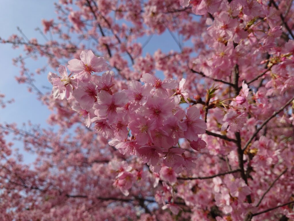 色鮮やかな河津桜