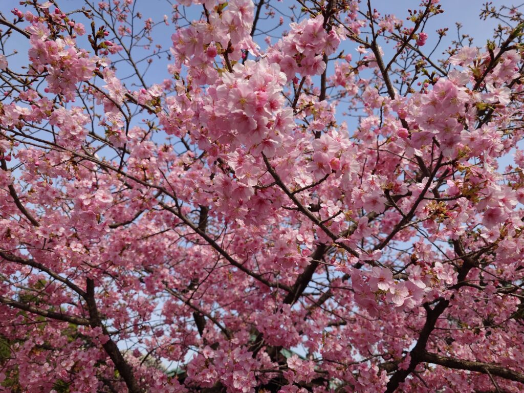 色鮮やかな河津桜