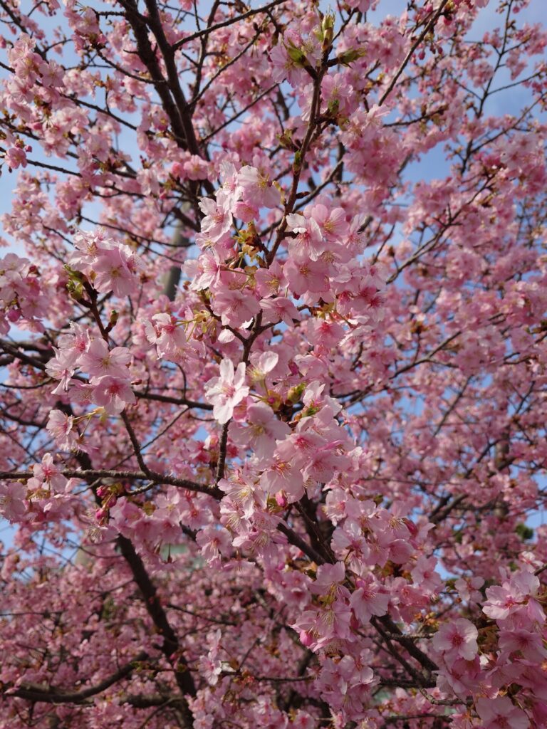 色鮮やかな河津桜
