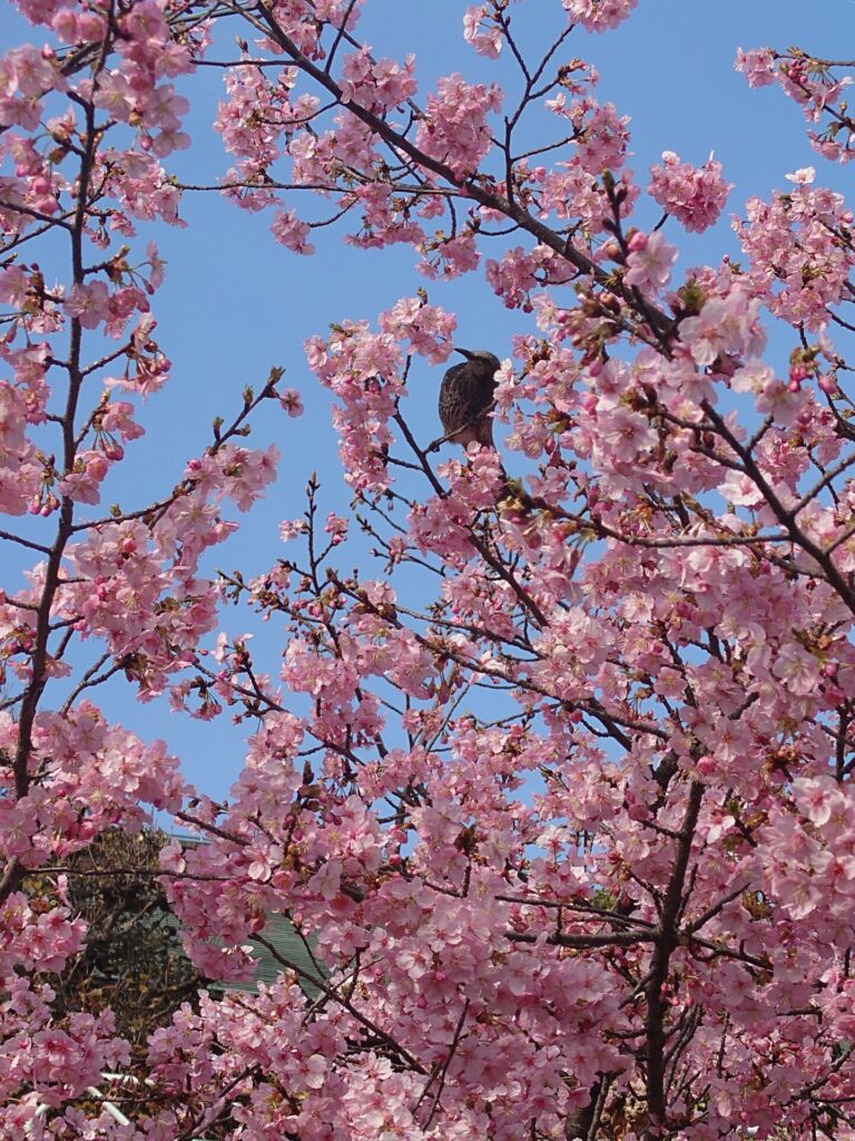 河津桜とヒヨドリ