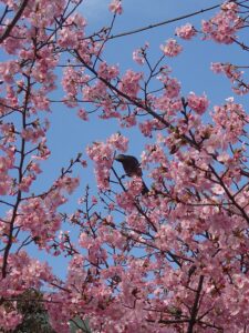 河津桜とヒヨドリ