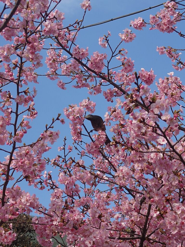 河津桜とヒヨドリ