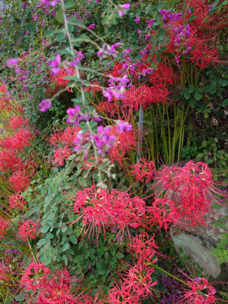 彼岸花