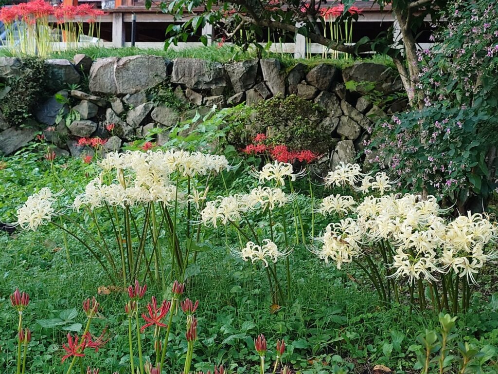 紅白の彼岸花