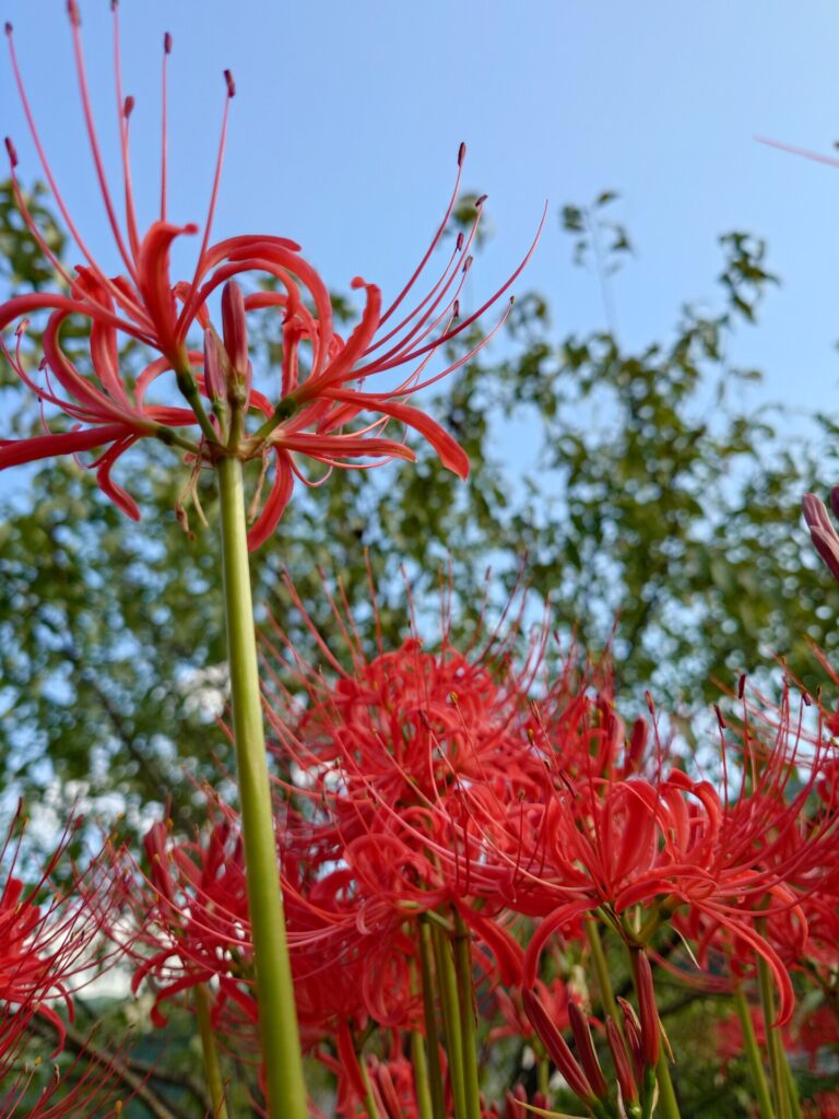 彼岸花と空