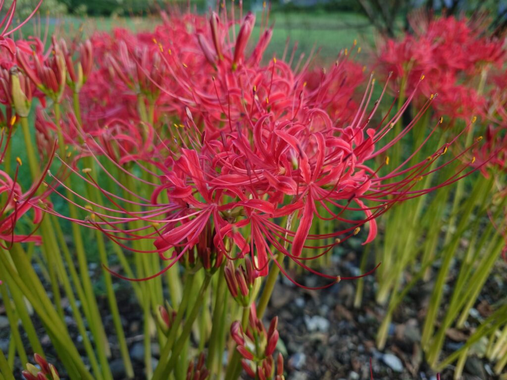 彼岸花