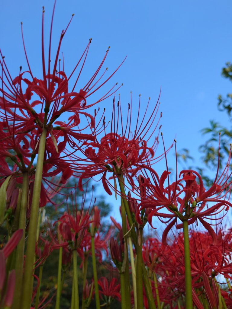 彼岸花と空