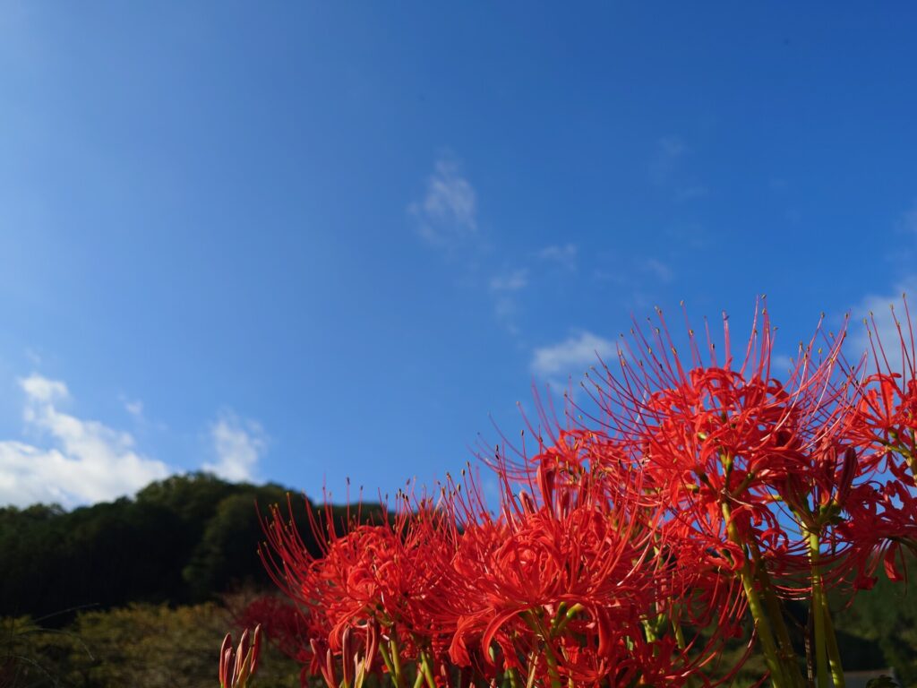 彼岸花と空