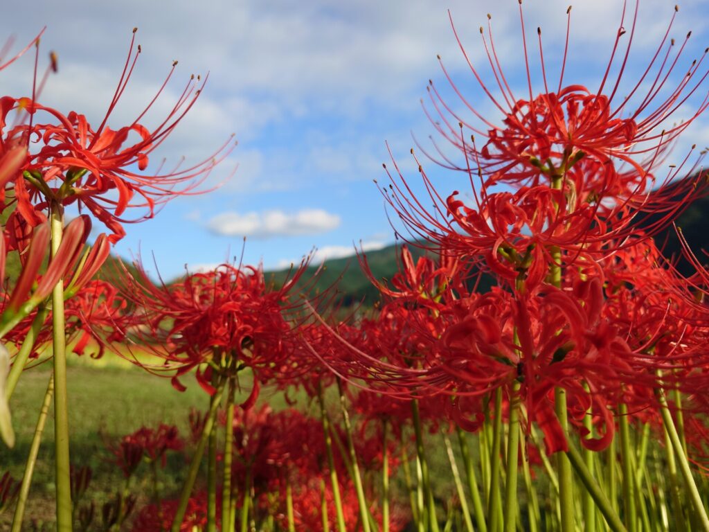 彼岸花と空